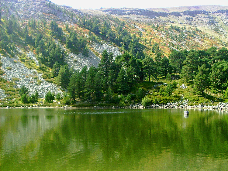 Alcuni anfibi di alta montagna in Spagna